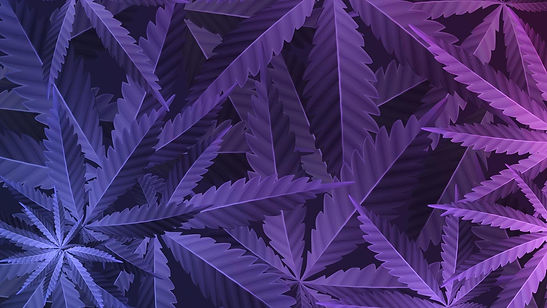 Purple Cannabis Art.jpg