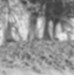 Hornbeam Trees.jpg