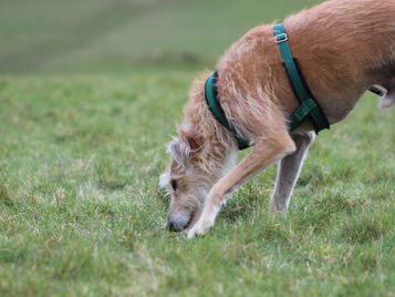 8 tips for choosing a great dog walker or daycare