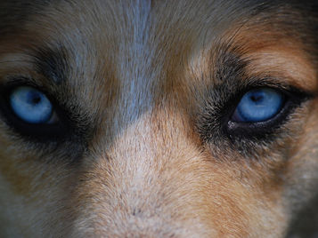 According to your dog...