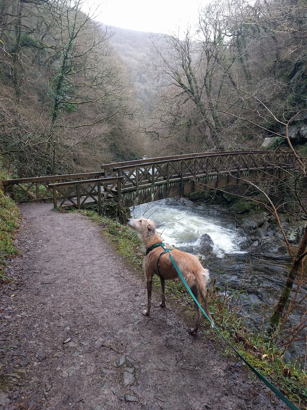 Being a tripaw didn't stop Pedro from living his best life, but pain and mobility were always kept front of mind
