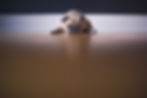 ree