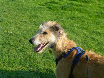 When it comes to dogs, the end doesn’t justify the means