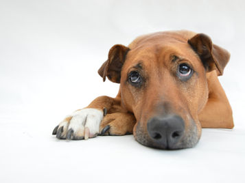 Does your dog know if you're being a jerk?