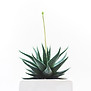 Cactus with a long narrow bloom exploading from the center