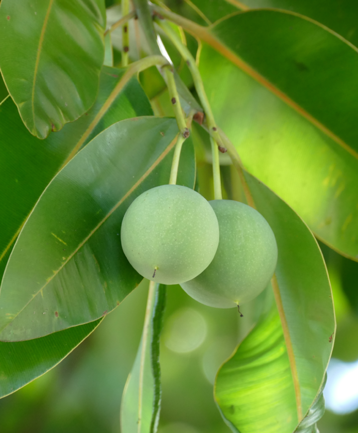 Green tamanu nuts for vegan skincare for sensitive skin.