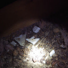 Attic droppings.jpg