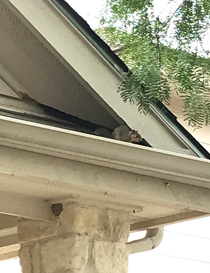 SQUIRREL in roof return