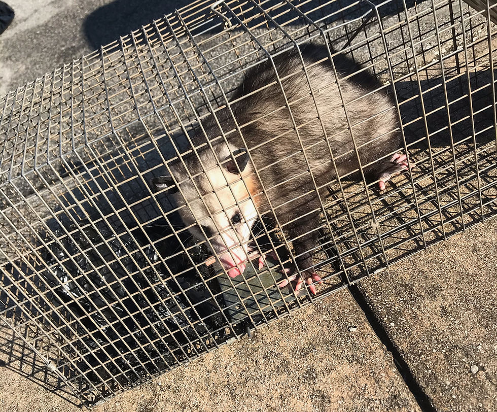 Opossum