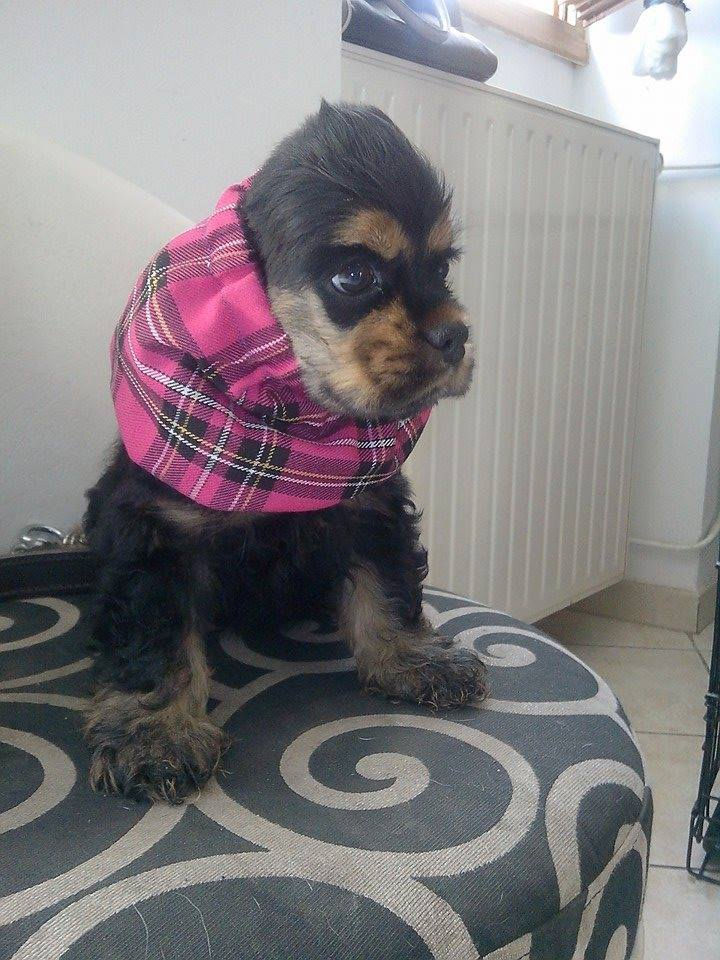 baby rose.jpg