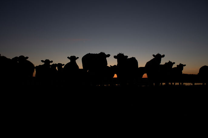 Cow 2.jpg
