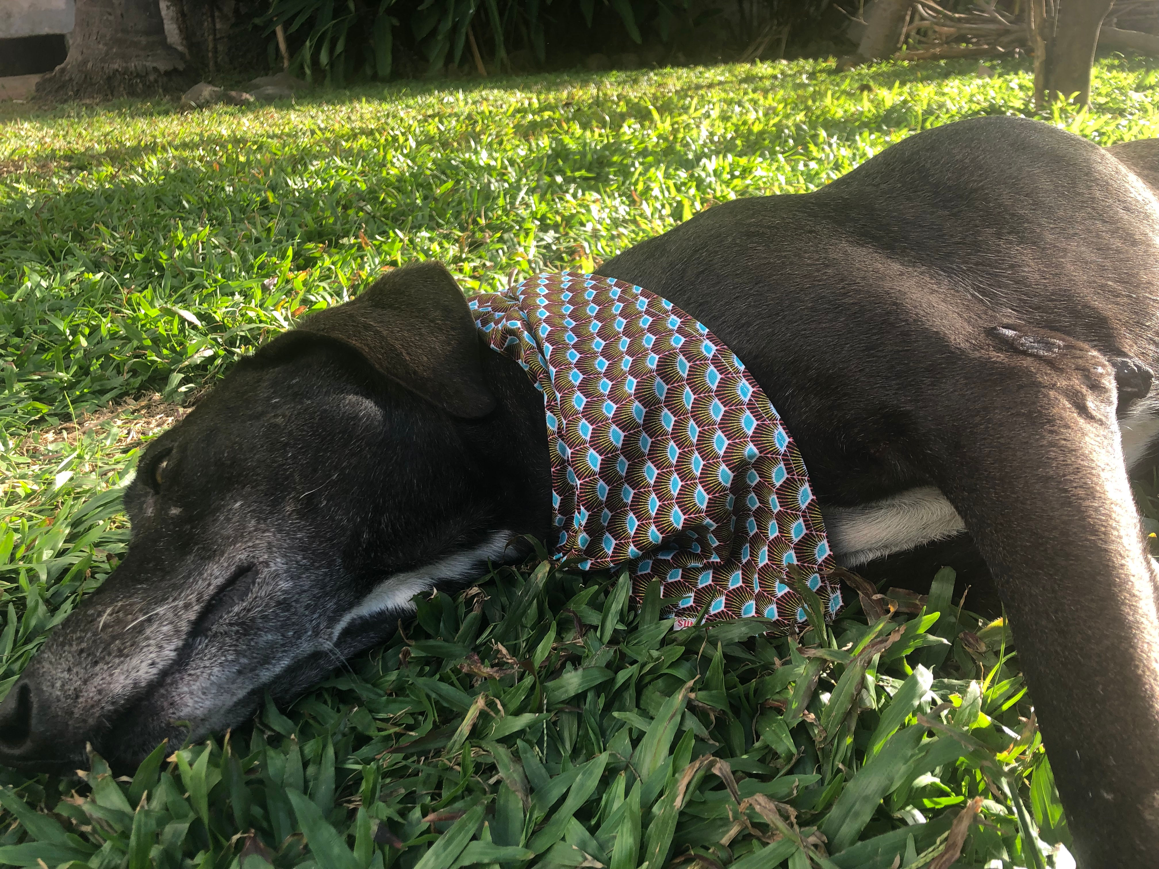 Bandana Paon