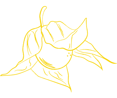 uchuva.png