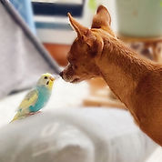 インコワンコ.jpg