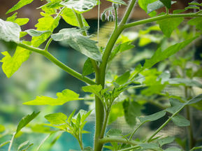 How watering by hand saves me time -and stress - in the garden