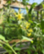 Tomato flowers and baby tomatoes growing in a garden