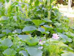 pumpkins corn and beans all growing together using the three-sisters method with companion plants cosmos and borage