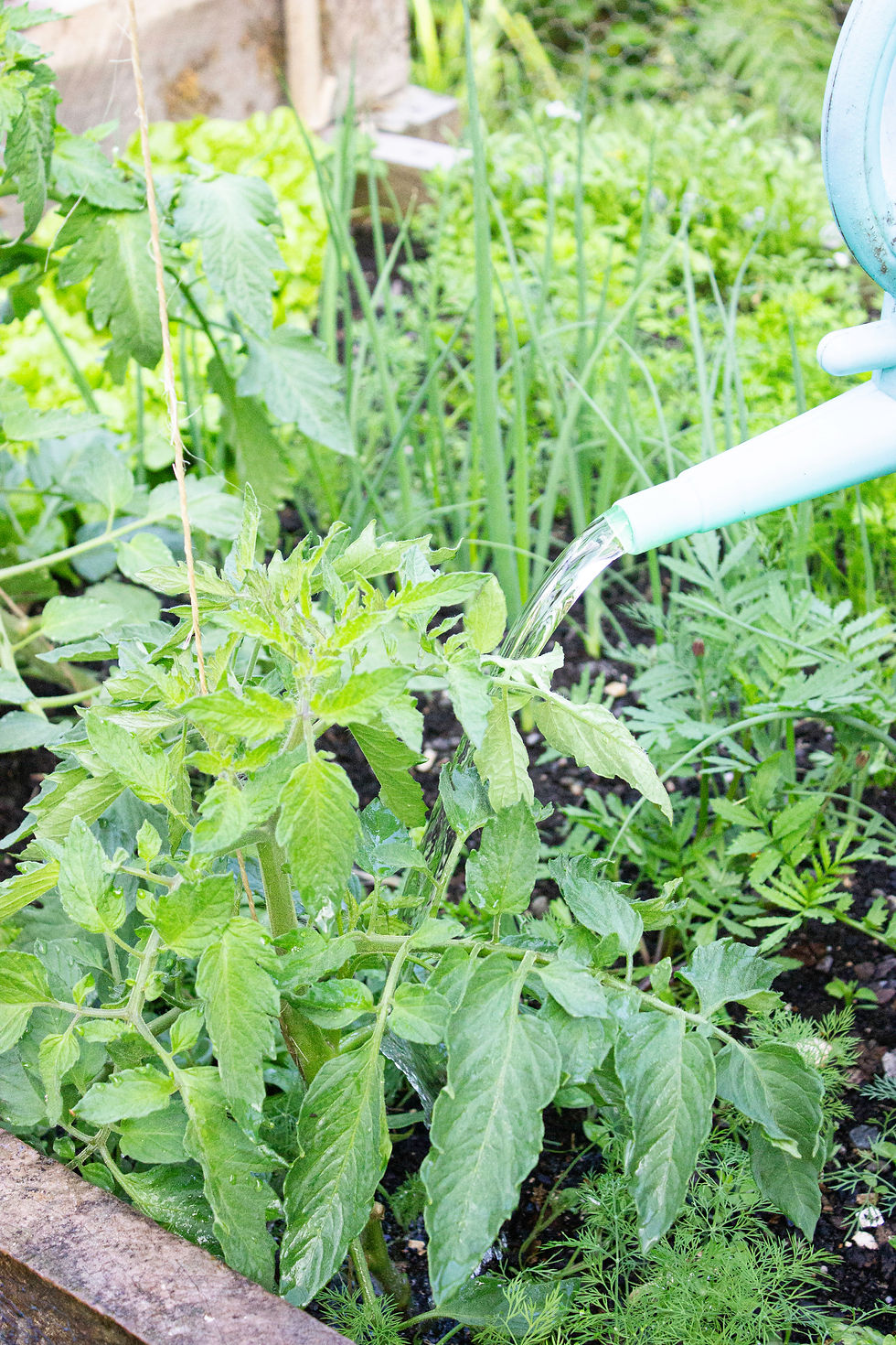 Watering a lush green tomato plant in a garden with a light blue watering can. Green foliage surrounds, creating a vibrant scene. Companion planting example with spring onions, marigolds, dill, basil and lettuce all growing alongside the tomato
