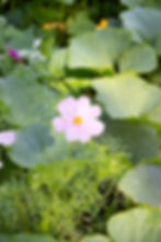 Cosmos flowering in a pumpkin patch as a companion plant