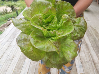 A lady holding a giant Merville de quatre saisons lettuce