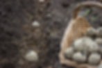 Basket of seed potatoes on tilled soil, ready for planting. Potatoes are partially buried in dirt rows. Earthy tones dominate the scene.