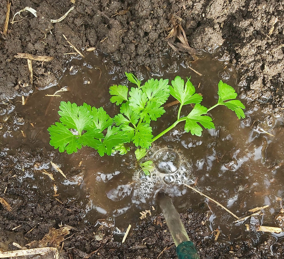 Celery plant in wet soil being watered. Dark brown earth contrasts with vibrant green leaves. Water flows from a hose, creating bubbles.