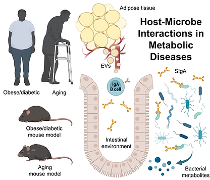 Role of gut microbiota-derived metabolites on host metabolism and vice versa