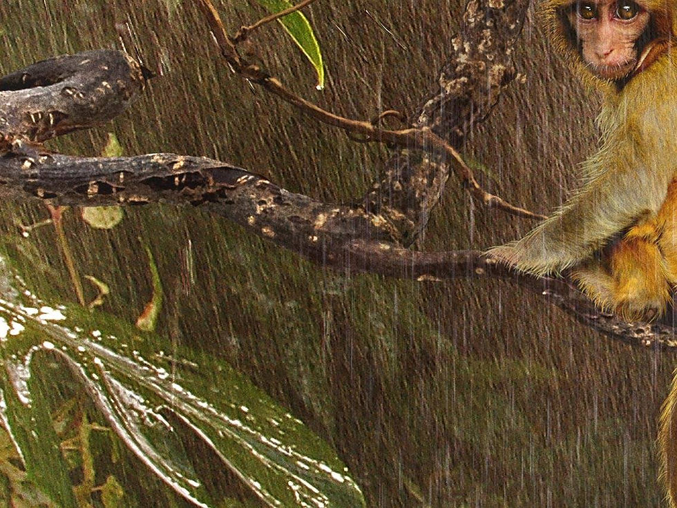 Thumbnail: Jungle