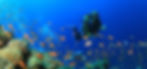 Dive Croatia