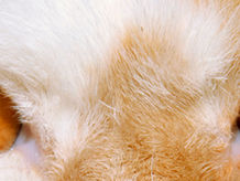 A close-up of a cat's eyes.