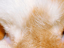 A close-up of a cat's eyes.