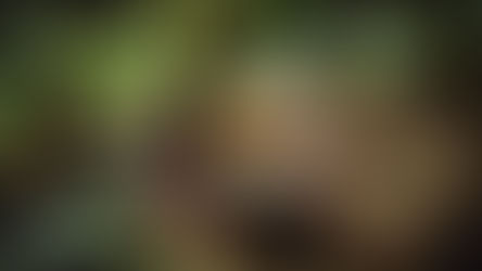 A rustic setup with a bowl of green paste, a wooden cup, a jar of liquid, and green leaves on a forest floor, creating an earthy ambiance.