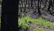 Burned-out forest with new growth
