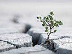 Small green plant emerges from a cracked, dry surface, symbolizing resilience and hope against a blurred, grayish background.