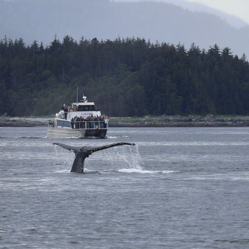 humpback whale tail and whale watching boat