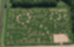 2007 Kansas Sunflowers