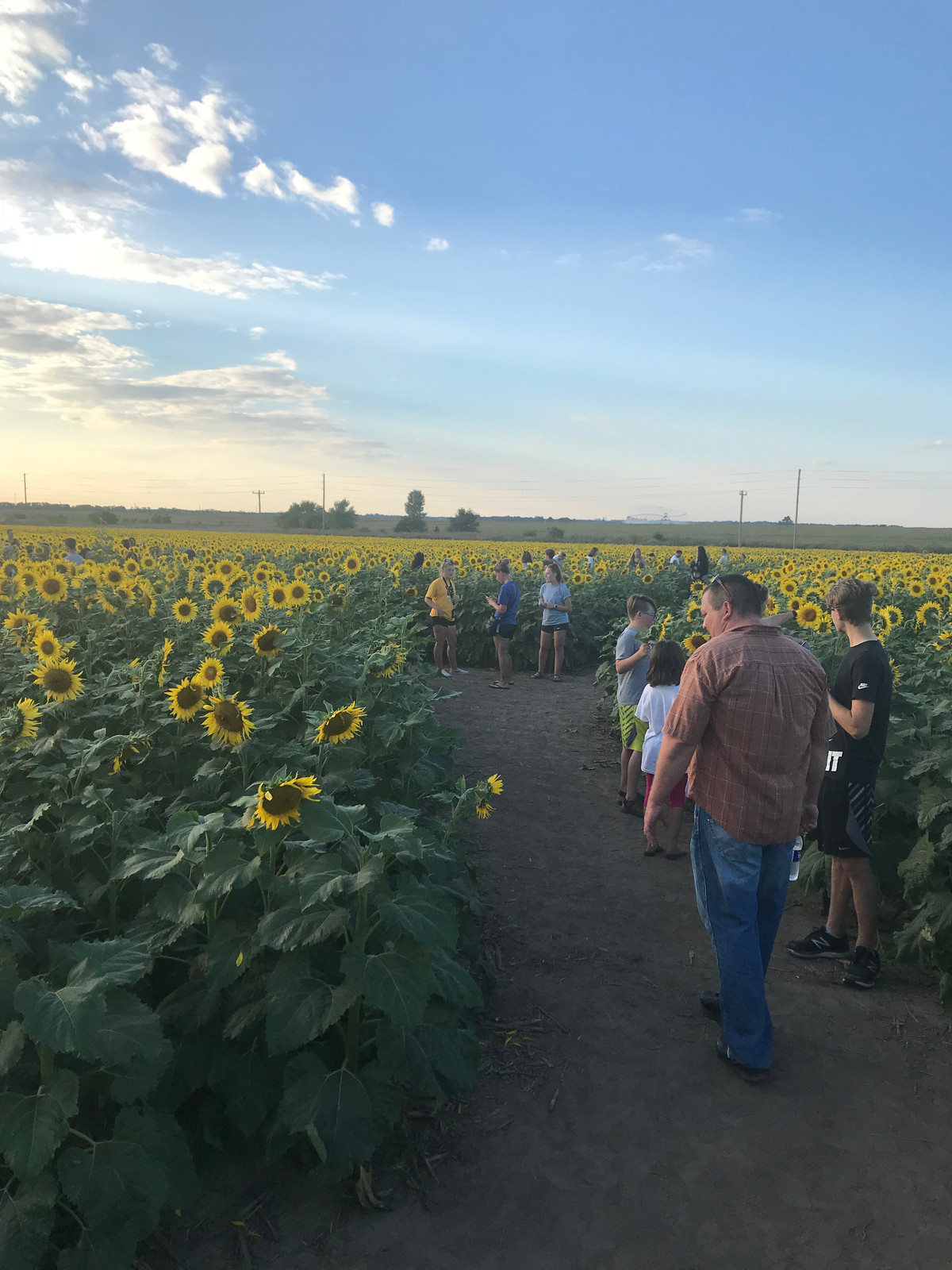 Guest at sunflower festival