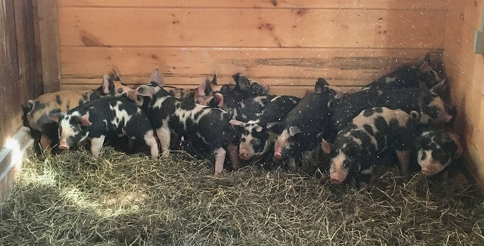 The new home in the barn.