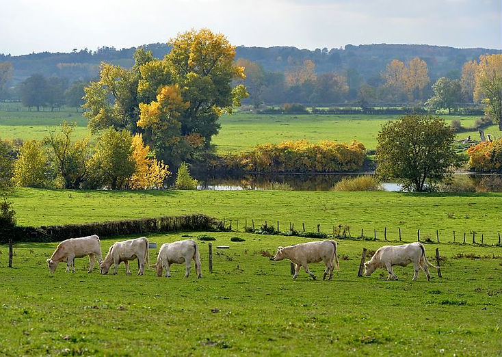 charolais-saone-et-loire.jpeg