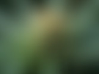 Exploring the Future of Cannabis with AI: Unveiling Terpene Profiles and User Experiences