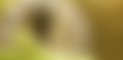 Alcobendas celebrará por primera vez las preúvas antes de Nochevieja