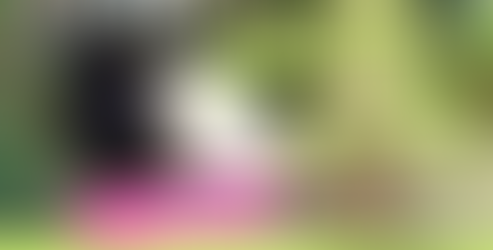 Descuentos especiales para residentes de Alcobendas en el Zoo Aquarium de Madrid