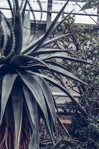 Aloe-Pflanze mit langen Blättern und Stacheln, in einem Gewächshaus, Natur Hintergrund.
