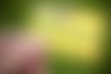 Brusque recebeu mais de R$ 700 mil para o Bolsa Família