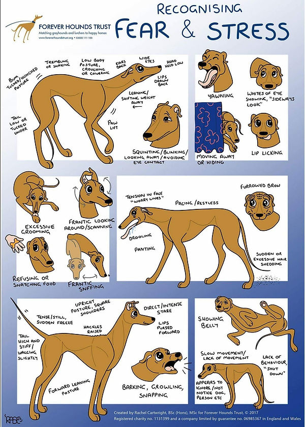 Graphic of dog body language of fear and stress