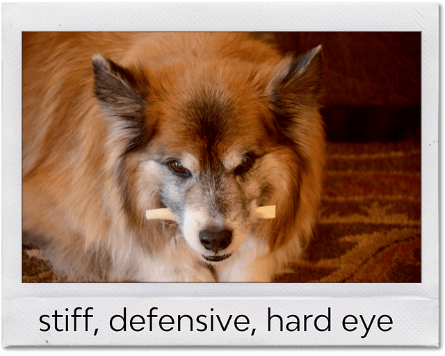 a dog guarding a bone with a stiff posture and hard eye