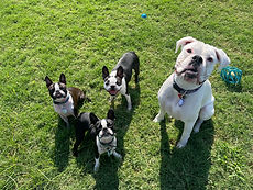 dogs looking up