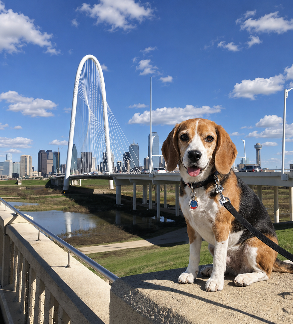 a happy beagle sitting near a Dallas Fort Worth bridge