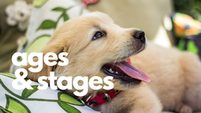 Dog Life Stages & Behavior