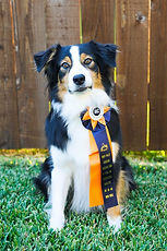 a dog with a ribbon for agility